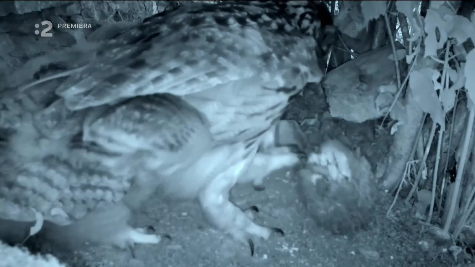 Divoké Slovensko s Nigelom Marvenom 2023orim.