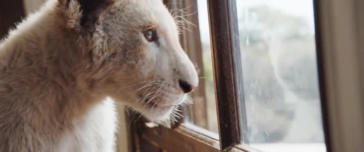 Mia a bily lev CZ dabing skvely film pro celou rodinu